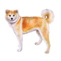 Watrcolor portrait of Akita inu dog