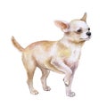 Watrcolor portrait of chihuahua dog