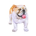 Watrcolor portrait of English bulldog