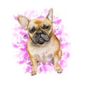 Watrcolor portrait of French bulldog dog