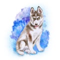 Watrcolor portrait of Husky dog puppy