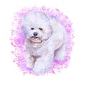 Watrcolor portrait of rare bichon frise dog