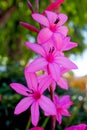 Pink Watsonia rogersii flower Royalty Free Stock Photo