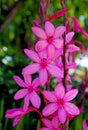 Watsonia Borbonica (pink) Royalty Free Stock Photo