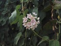 Wattakaka sinensis with large heart-shaped leaves Royalty Free Stock Photo