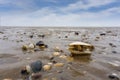 Wattenmeer at low tide, mussels Royalty Free Stock Photo