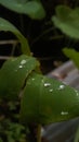 Watter drop in leaf natural background Royalty Free Stock Photo