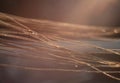 watter drops on the rye ears in the morning sunlight. Close up nature background with copy space