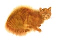 Wattercolor drawing cat