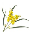 Wattle Royalty Free Stock Photo