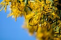 Wattle or Acacia auriculiformis little bouquet flower full blooming in the garden and blue sky