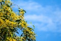 Wattle or Acacia auriculiformis little bouquet flower full blooming in the garden and blue sky Royalty Free Stock Photo