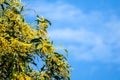 Wattle or Acacia auriculiformis little bouquet flower full blooming in the garden and blue sky