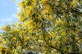 Wattle or Acacia auriculiformis little bouquet flower full blooming in the garden Royalty Free Stock Photo