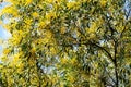 Wattle or Acacia auriculiformis little bouquet flower full blooming in the garden