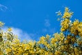 Wattle or Acacia auriculiformis little bouquet flower full blooming in the garden Royalty Free Stock Photo