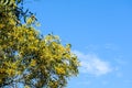 Wattle or Acacia auriculiformis little bouquet flower full blooming in the garden Royalty Free Stock Photo