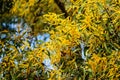 Wattle or Acacia auriculiformis little bouquet flower full blooming in spring season Royalty Free Stock Photo