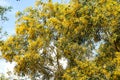 Wattle or Acacia auriculiformis little bouquet flower full blooming in spring season Royalty Free Stock Photo