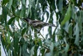 Wattle bird in a eucalyptus tree Royalty Free Stock Photo
