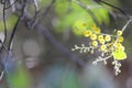 Wattle bloom with soft focus background Royalty Free Stock Photo