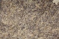Wattle and daub wall texture Royalty Free Stock Photo