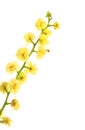 Wattle - globular inflorescence closeup