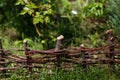 Wood Wattle fence in the garden Royalty Free Stock Photo