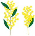 Wattle