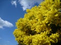 Wattle tree in brilliant yellow blossum