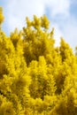 Wattle Tree Flowers