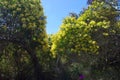 Wattle tree in full bloom at Currimundi Lake Conservation Park Royalty Free Stock Photo