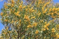 Wattle tree near the Segesta Temple, in Trapani, on Sicily, Italy Royalty Free Stock Photo