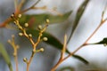 Wattle Tree Seeds