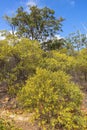 Wattle Trees In Bloom