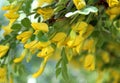 The bee collects pollen from the yellow acacia flower