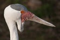 Wattled crane Royalty Free Stock Photo