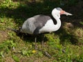 Wattled Crane