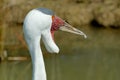 Wattled Crane Royalty Free Stock Photo