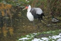 Wattled crane Royalty Free Stock Photo