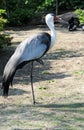Wattled crane