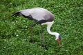 Wattled crane Bugeranus carunculatus.