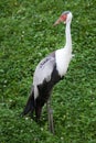 Wattled crane Bugeranus carunculatus.