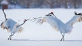 Wattled Crane courtship dance with gradient background