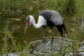 Wattled Crane Feeding in Wetlands Royalty Free Stock Photo