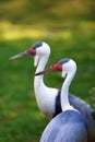 The wattled crane Grus carunculata, adult pair portrait with green background Royalty Free Stock Photo