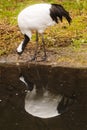 Long wattled crane Grus carunculata drinks from the lake