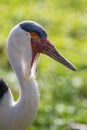 Wattled Crane - Grus carunculata, portrait of large beautiful colored crane Royalty Free Stock Photo