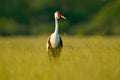 Wattled crane, Grus carunculata, with red head, wildlife from Okavango delata, Moremi, Botswana. Big bird in the nature habitat, g Royalty Free Stock Photo