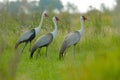 Wattled crane, Grus carunculata, with red head, wildlife from Okavango delta, Moremi, Botswana. Big bird in the nature habitat, gr Royalty Free Stock Photo